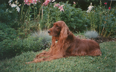 dierdre1 Miss Deirdre