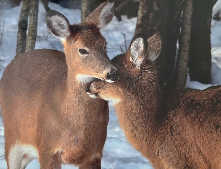 Two deer nuzzling in the snow