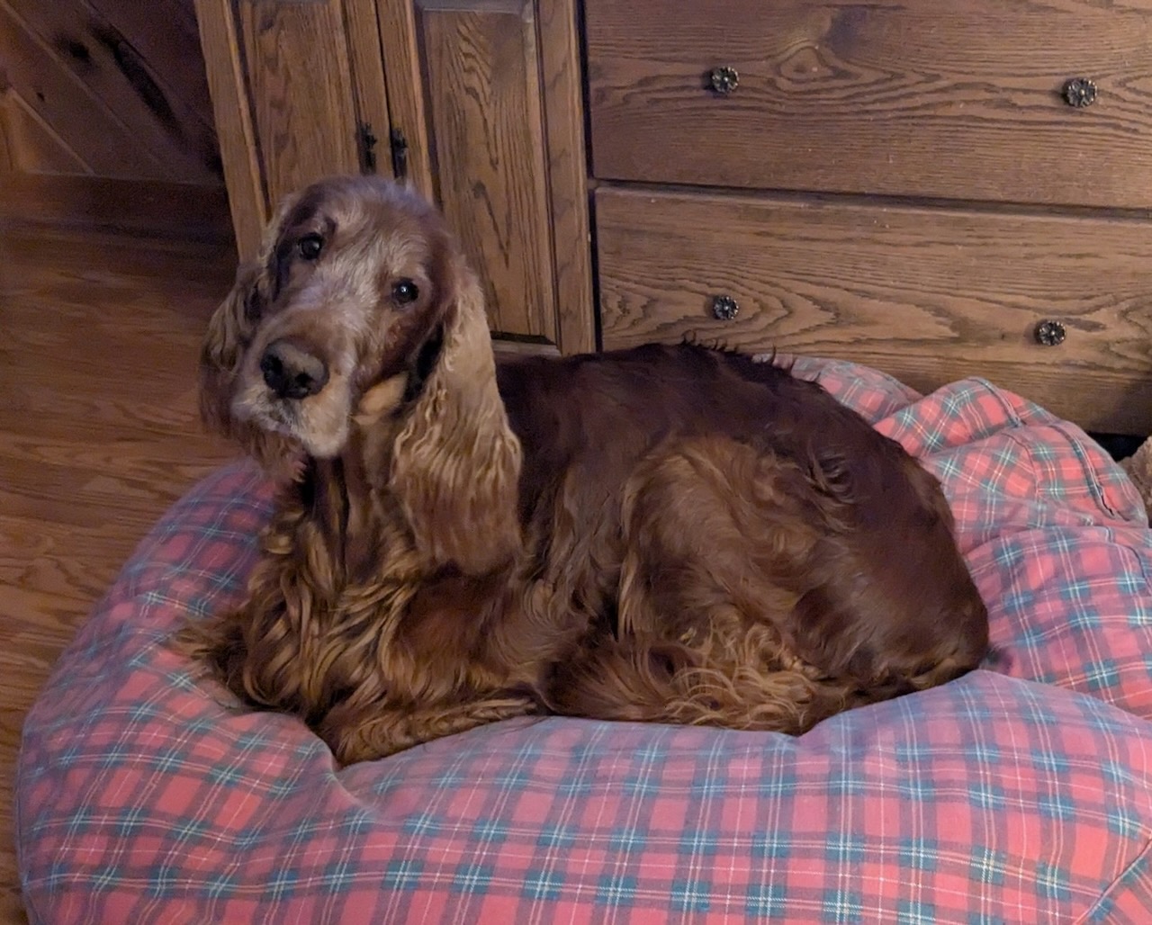 Mary Lynn Broe's Irish setter